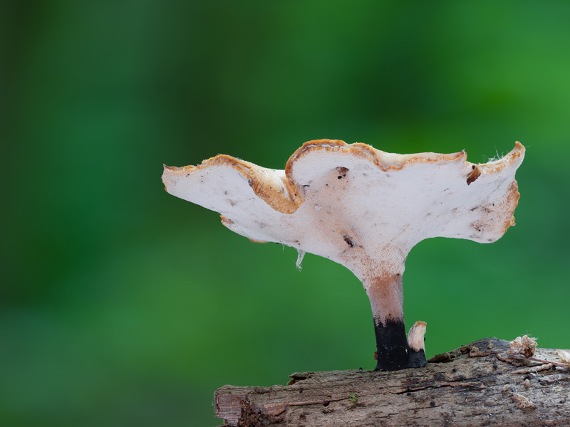 Polyporus varius